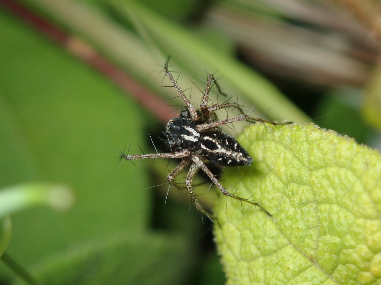 Oxyopes heterophthalmus